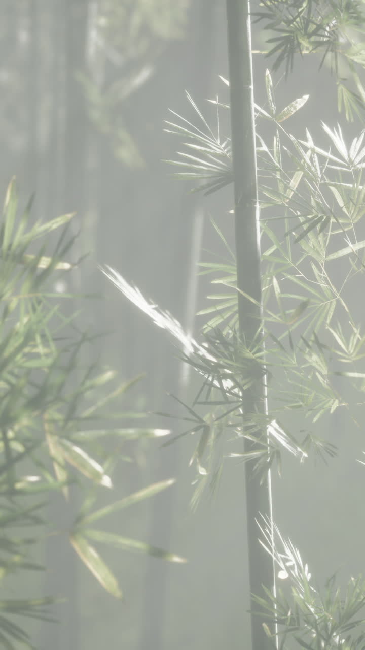 bosque de bambú con niebla