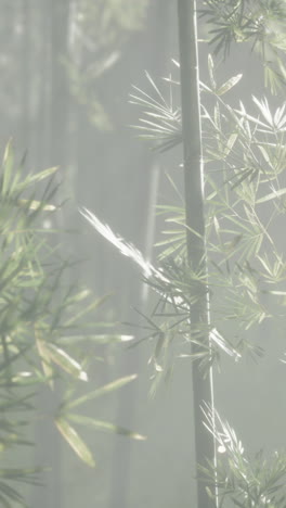 foggy bamboo forest