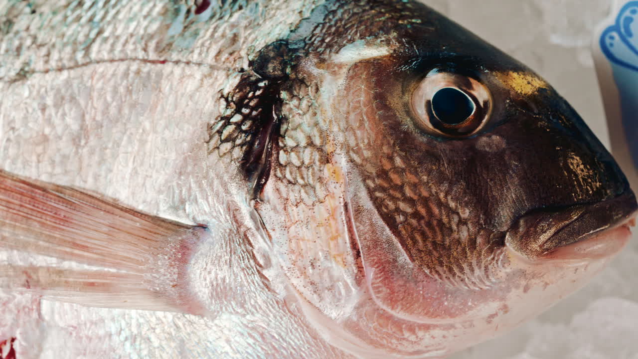 Close up of a fish eye and shimmering scales, revealing detailed textures and colors