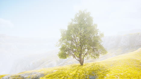 spring field wit lone tree