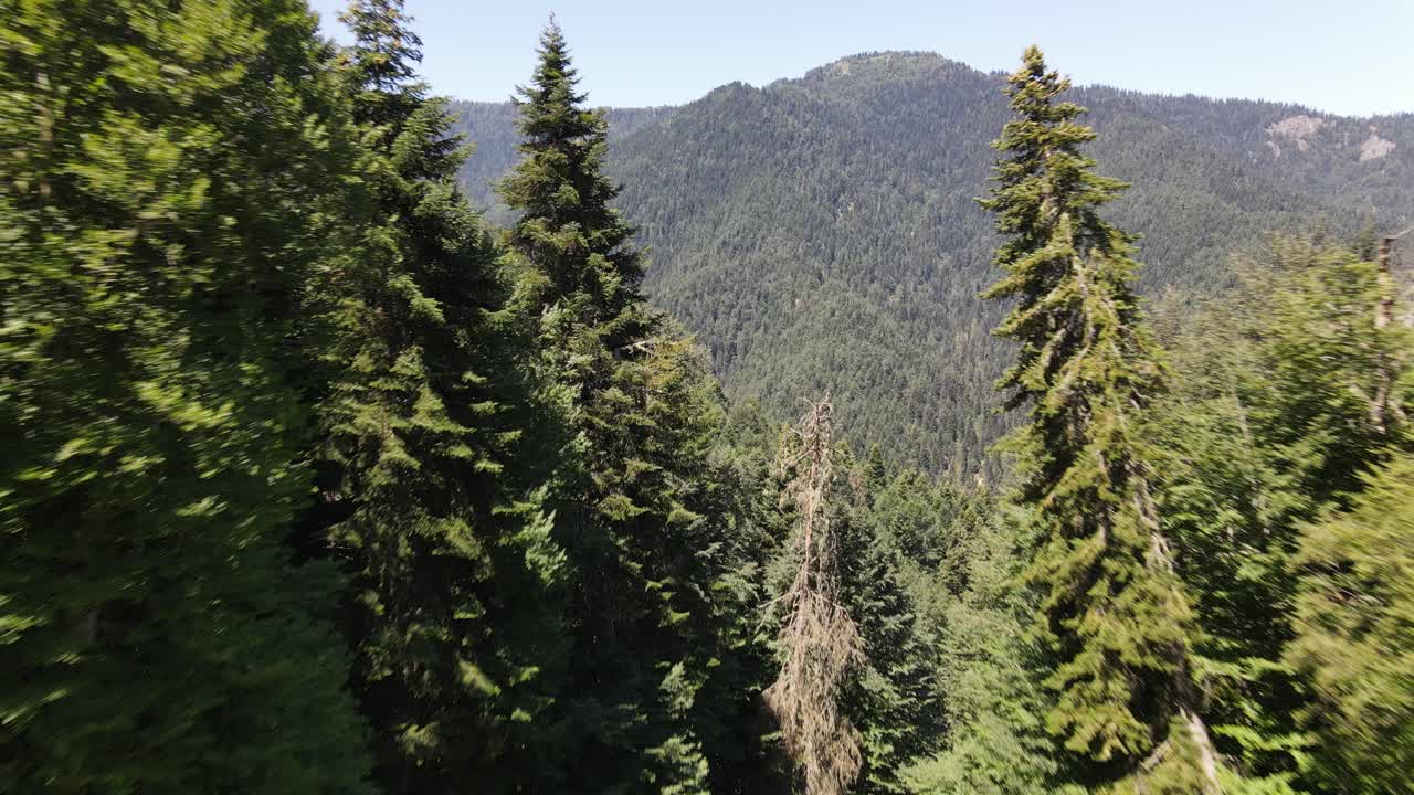 건강한 환경을 위한 푸른 나무