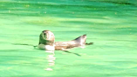 Close-up-of-Humboldt-penguin,-Spheniscus-humboldti-or-Peruvian-penguin-swimming-and-diving