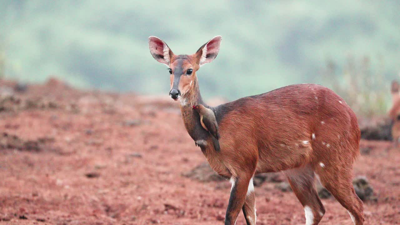 los pájaros de pico rojo en todo el cabo bushbuck en el parque nacional de aberdare en kenia