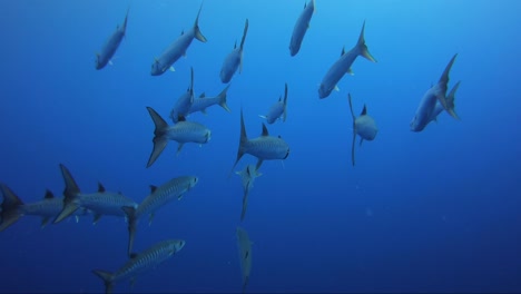 Barracuda-school-in-the-blue-water.-Follow-shot