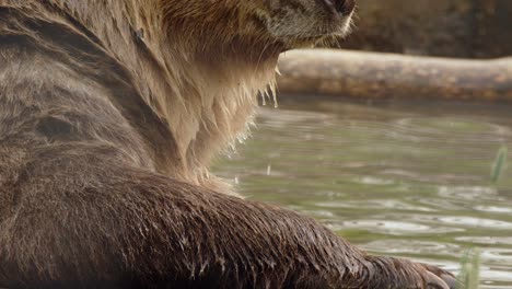 adorable grizzly bear in pond scratches ear with foot, close-up view