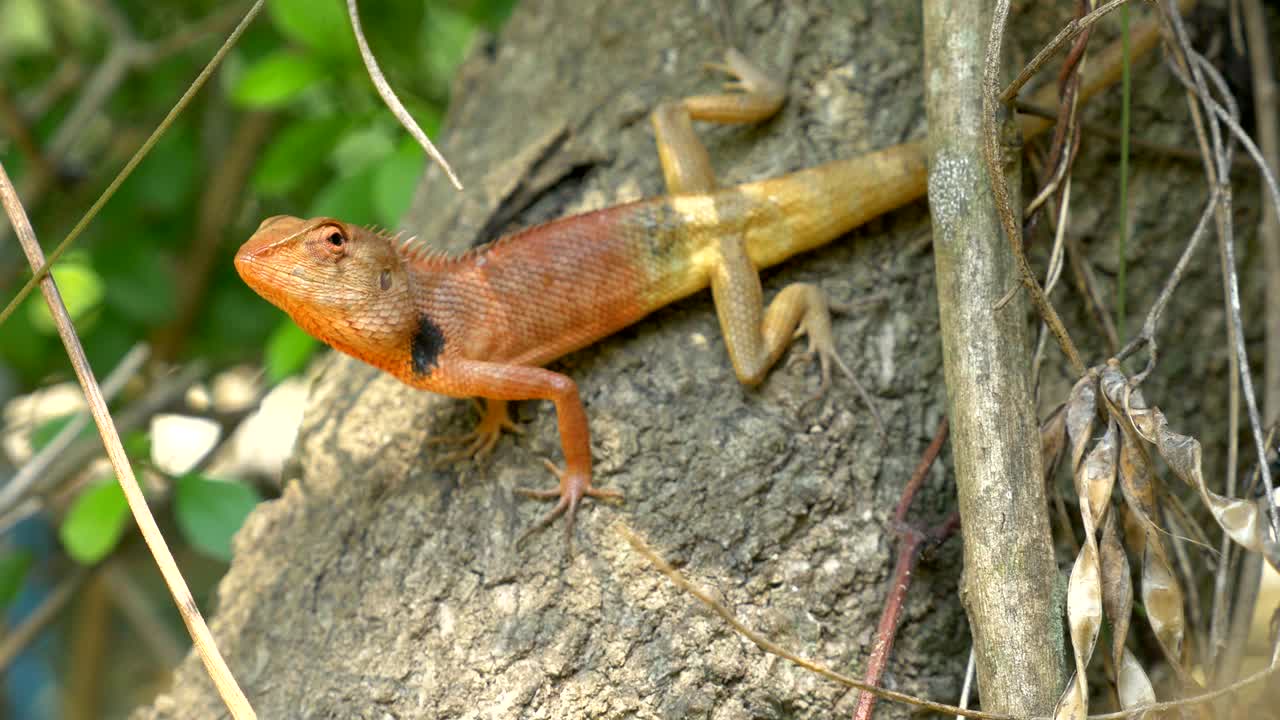 동양 정원 도마 또는 나무에 올라가는 변하는 도마