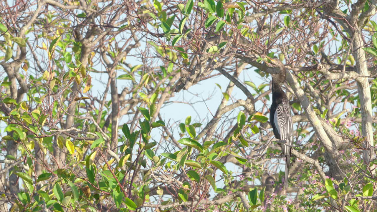 anhinga bostezando en un árbol con hojas verdes y amarillas