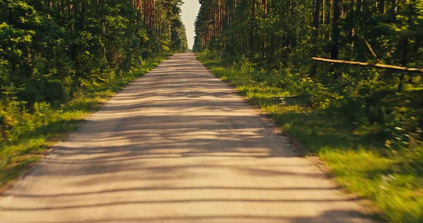 View from a moving vehicle driving along a straight road through a sunlit pine forest. Warm natural light and tall trees create a peaceful woodland travel scene.