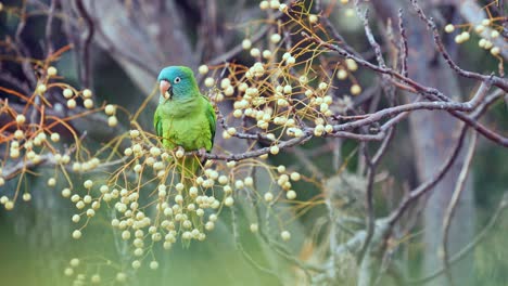 A-Blue-crowned-Parakeet-,-natural-habitat