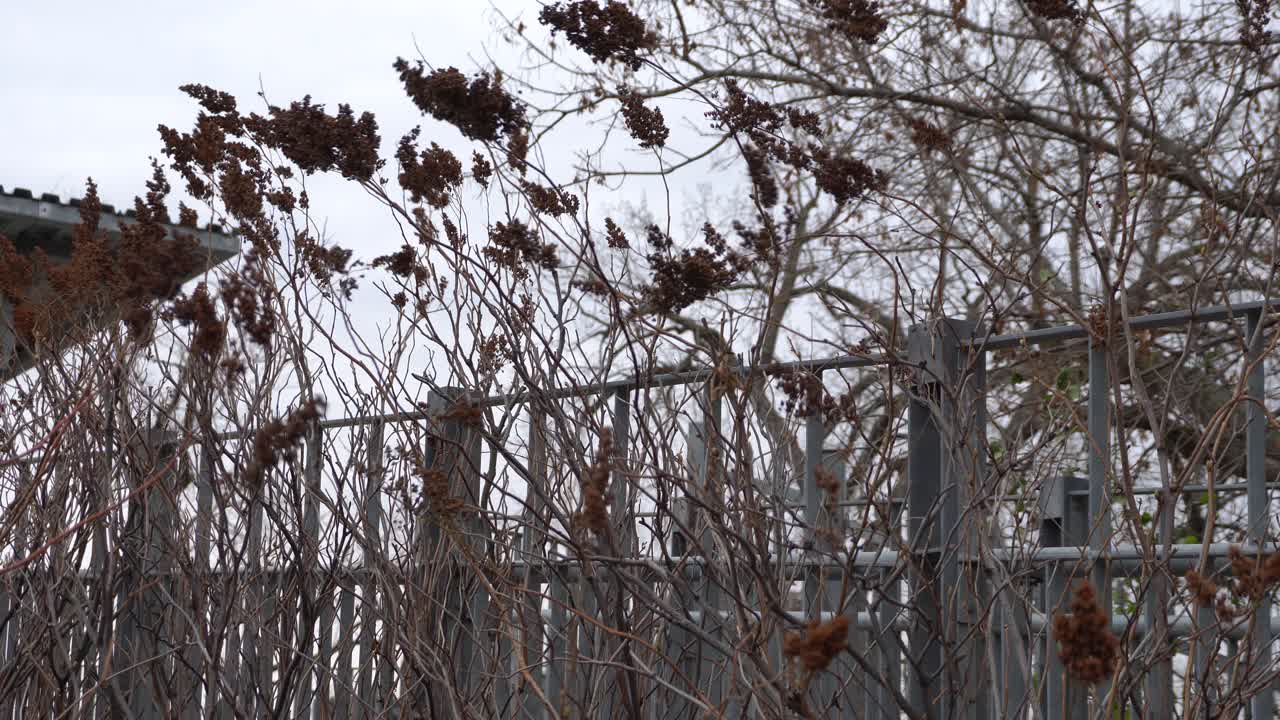 The wind makes dancing the herbs on a day of autumn and creates a beautiful background. Behind you can see a tree without any leaves.