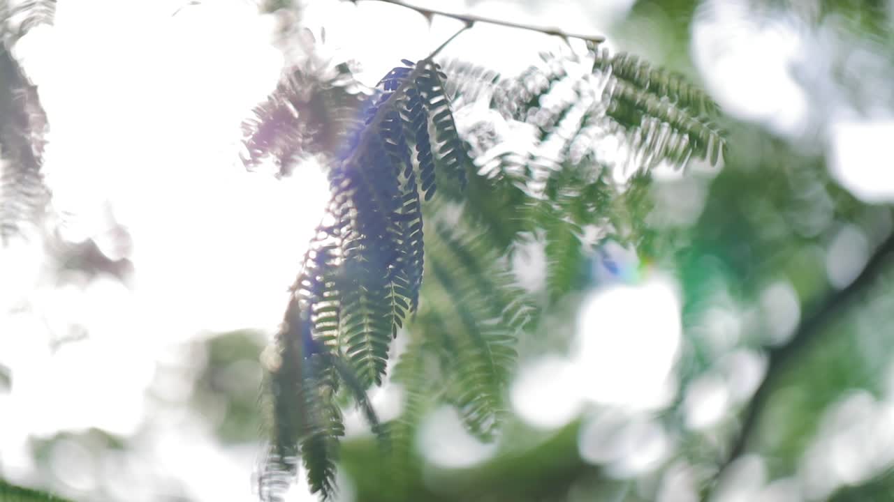 햇빛에 대한 나무 잎의 짐벌 샷