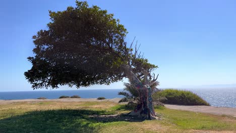 leaning tree with graffiti at the beachside in sunken city in san pedro, california, usa