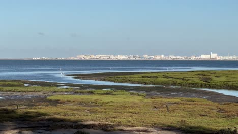 flamingos infront of camera with sea and city on background