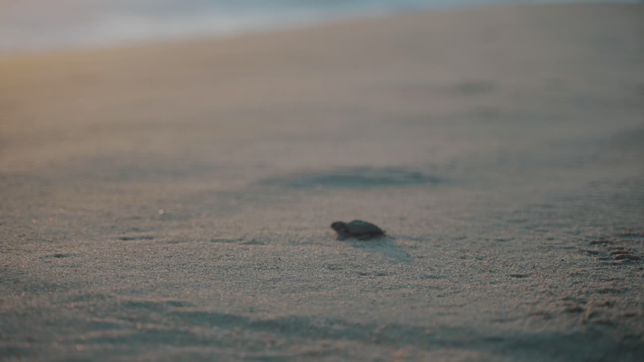 멕시코 해변을 향해 걸어가는 아기 바다거북