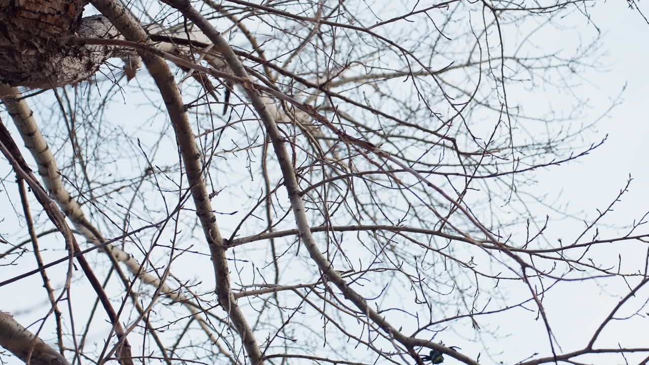 Winter leafless trees with dry intertwined branches stretch against pale sky as small birds perch quietly on twigs, evoking calm seasonal mood in serene natural setting