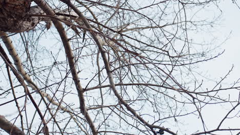 winter leafless trees with dry intertwined branches stretch against pale sky as small birds perch quietly on twigs, evoking calm seasonal mood in serene natural setting