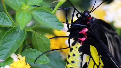 butterfly interacting with leaves and yellow flowers