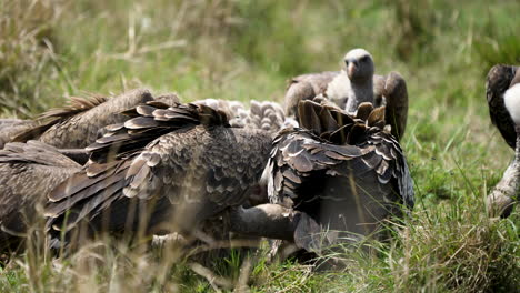 vultures in the african bush eating carrion