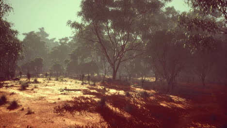Vast australian outback with trees casting long shadows during dusk