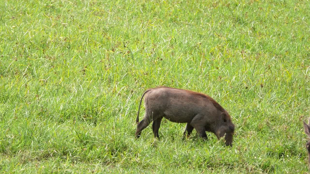 Mother and baby wild boar feeding in Tanzania, showing nature and wildlife