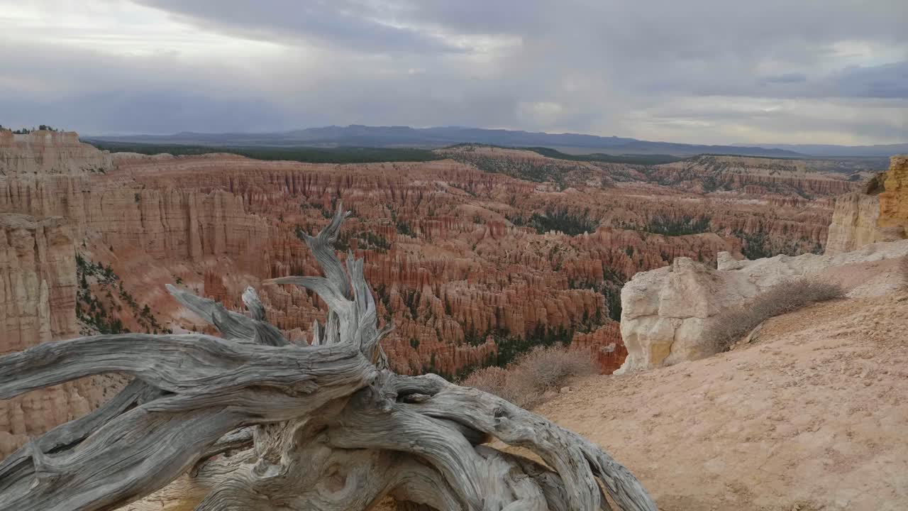 Camera craning over a dead tree to reveal Bryce Canyon.