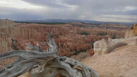 camera craning over a dead tree to reveal bryce canyon.