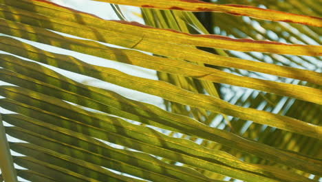 Shadows-cast-through-the-leaves-of-another-palm,-creating-a-relaxing-tropical-ambiance