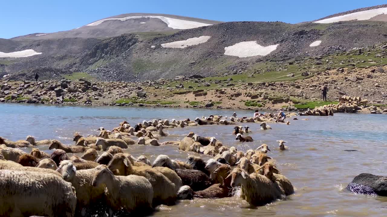 양 떼가 호수에 들어가 강을 건너 물속에서 헤엄치다 그들의 젖은 털을 씻다 이란의 유목민들에 의해 아르다빌 사발란 눈 산 자연 고지 풍경