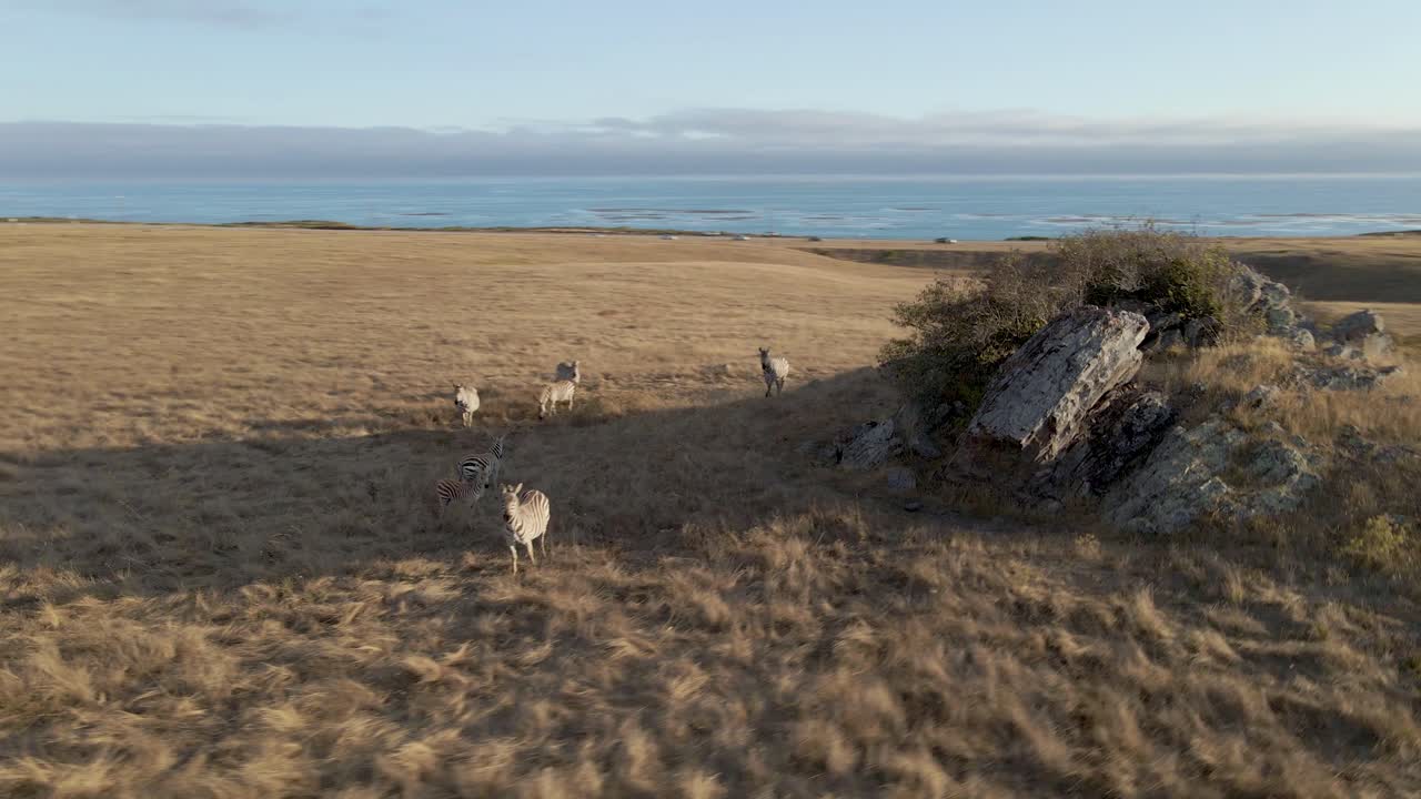 Herd of Zebras Grazing in a Grassland near the Coast