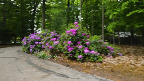 purple flowers in bushes in early june 2022