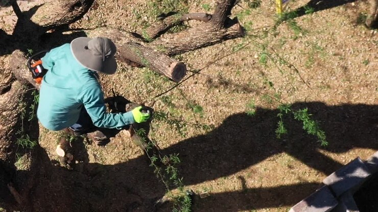 Aerial Close-up of an man standing in the skeleton of a Mesquite tree using a chainsaw in one hand to cut off a chunk of the trunk