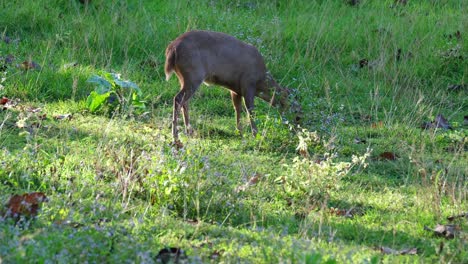 Indischer-Schweinehirsch,-Hyelaphus-Porcinus