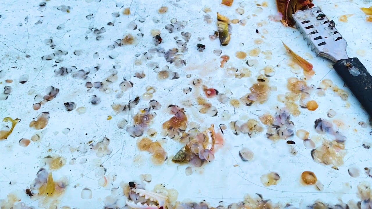 Common green bottle flies crawling over scattered fish scales and seafood scraps