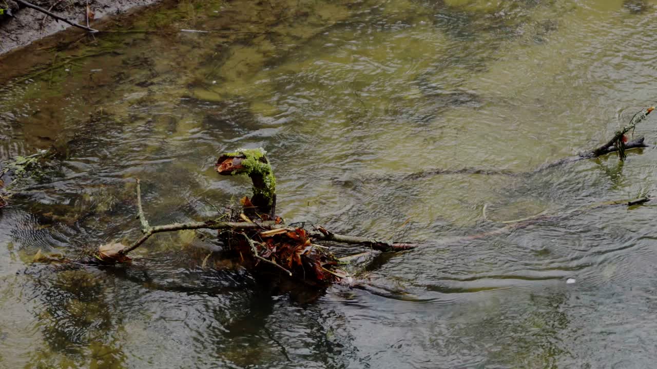 Close-up of a branch submerged in the river water. A gloomy autumn day