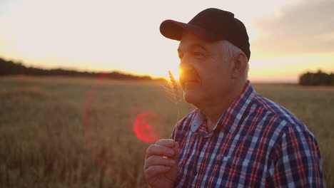 portrait of an elderly farmer in a cap at sunset in a field of wheat sniffing brush rye. enjoy the aroma of cereal standing in the field