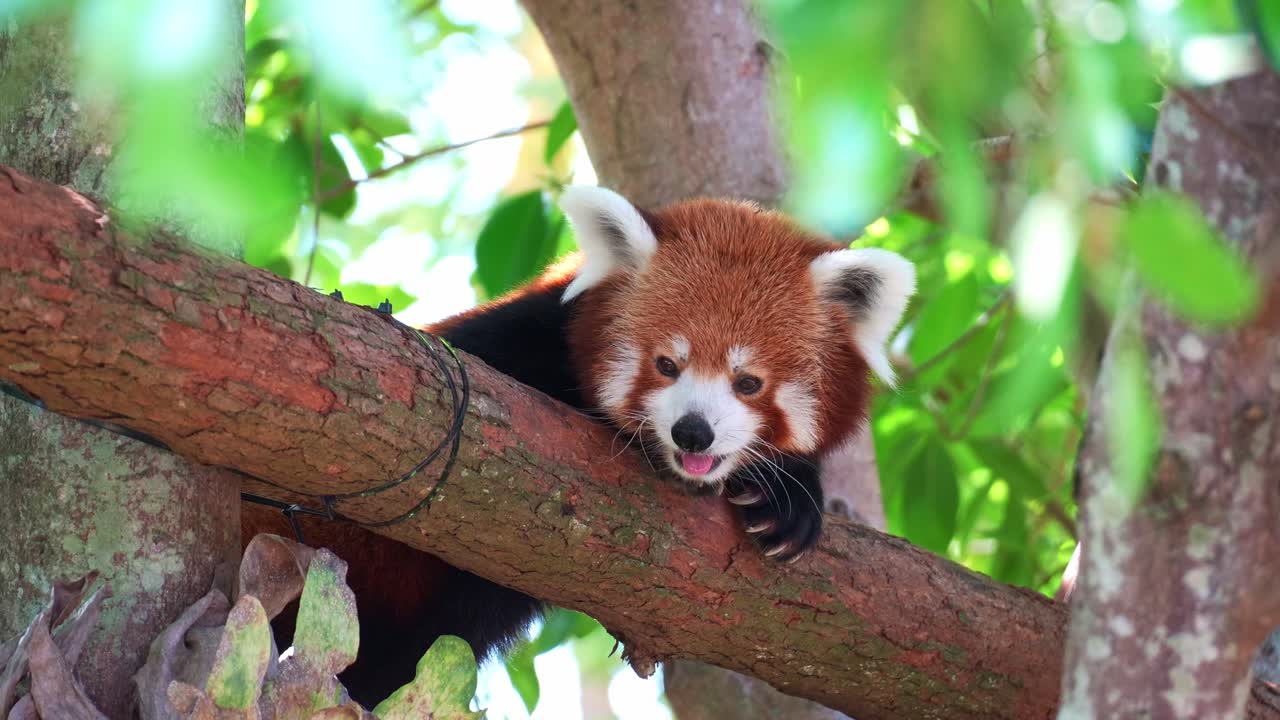 Rozkošná panda červená (Ailurus fulgens) odpočívající na větvi stromu, s mírně vyplazeným jazykem, detailní záběr