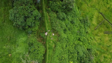 two-women-running-along-a-country-road-through-a-lush-forest-in-Machachi,-Ecuador