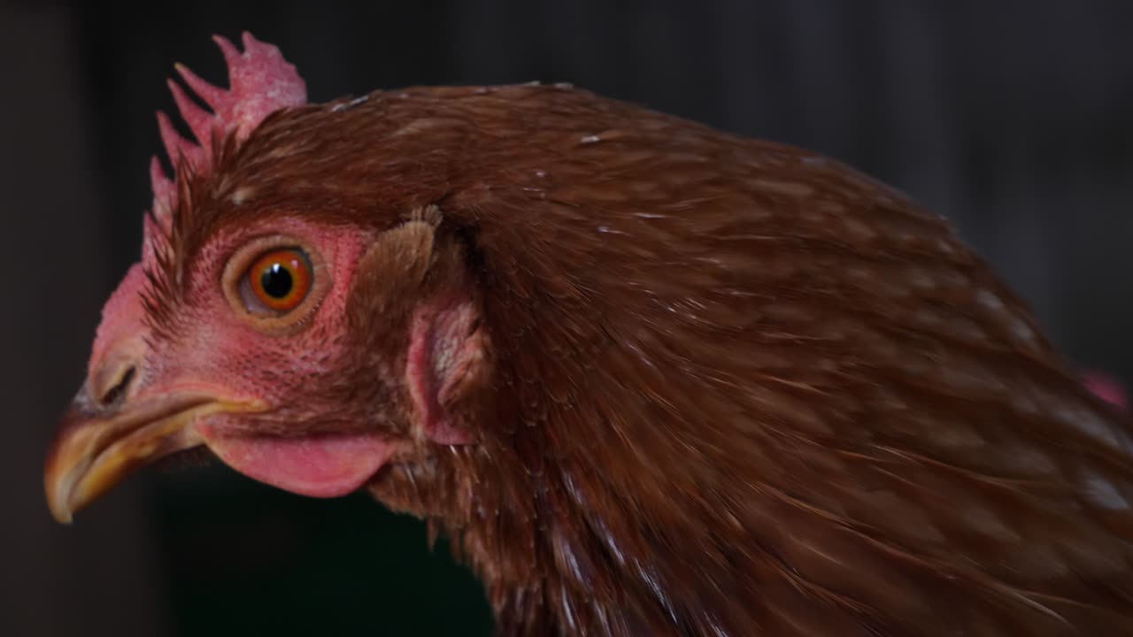 primer plano de mano de un pollo mirando a su alrededor, en el interior