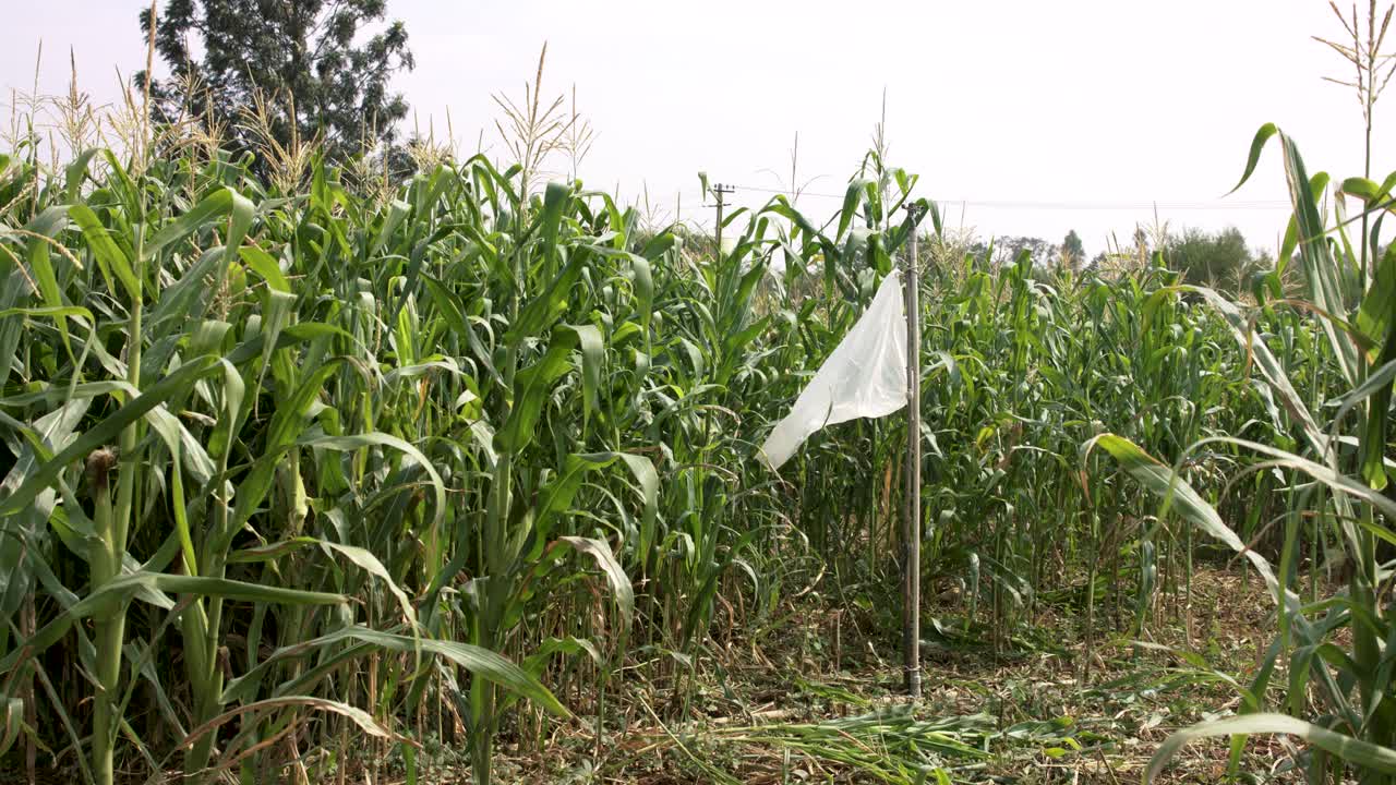 Small Corn field using an old little sprinkler system in India