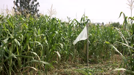 small corn field using an old little sprinkler system in india