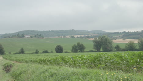 rolling hills behind a vineyard in the french countryside on a cloudy day in summer