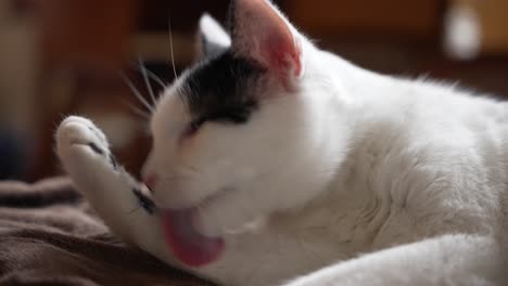 un gato blanco y negro de pelo corto se acicala a la luz del sol