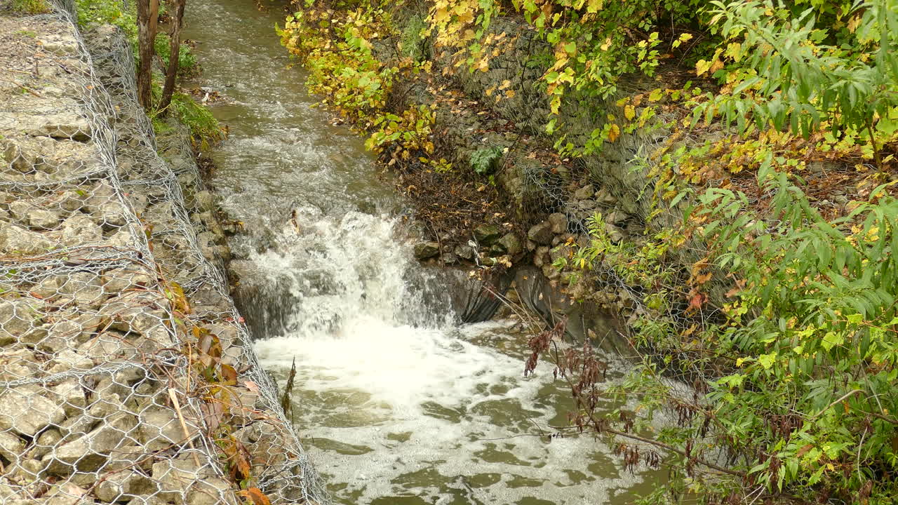 A fish tries to swim upstream, jumping over rocks