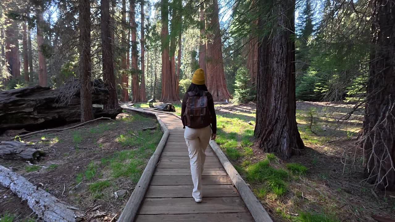 Woman Walking on a Boardwalk Through a Giant Redwood Forest