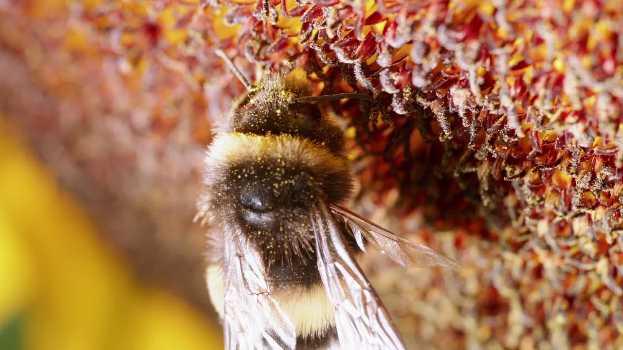 el abejorro recoge el polen de una flor vibrante en un jardín soleado