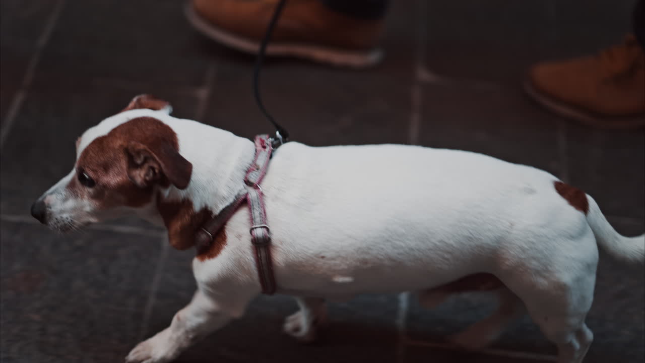 A Jack Russell Terrier dog walking on the street on a leash near it's owner