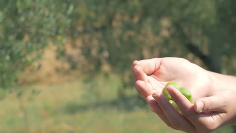 green olive cultivation