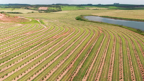 wide aerial pan of huge coffee plantation fields on hills in brazil