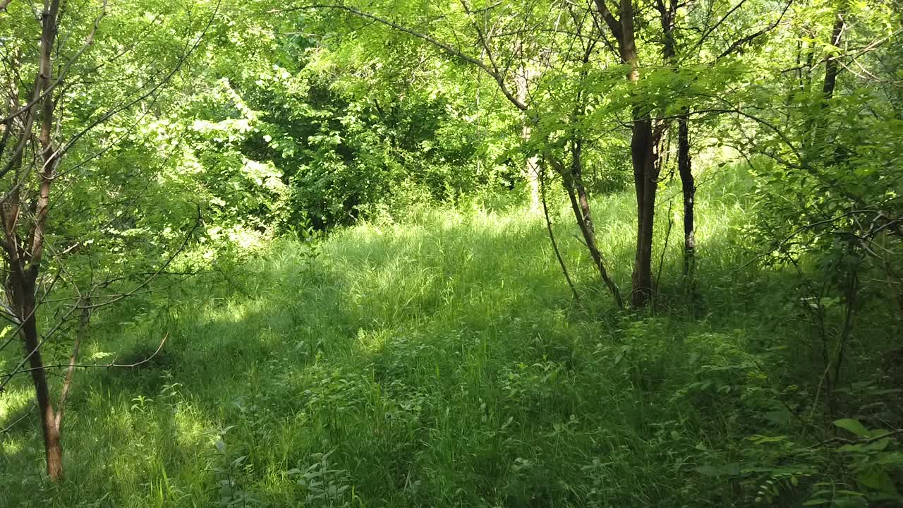 Lush Green Forest Trail