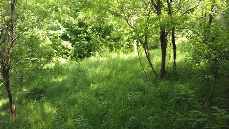 lush green forest trail